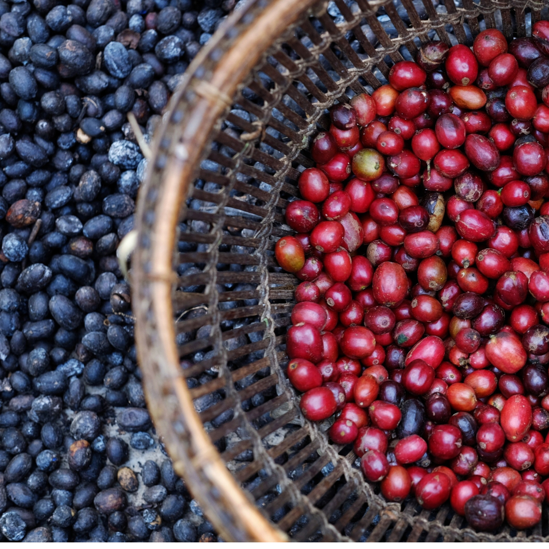 Robusta Notes Robusta Rising: The Comeback Bean – JJ Royal Coffee